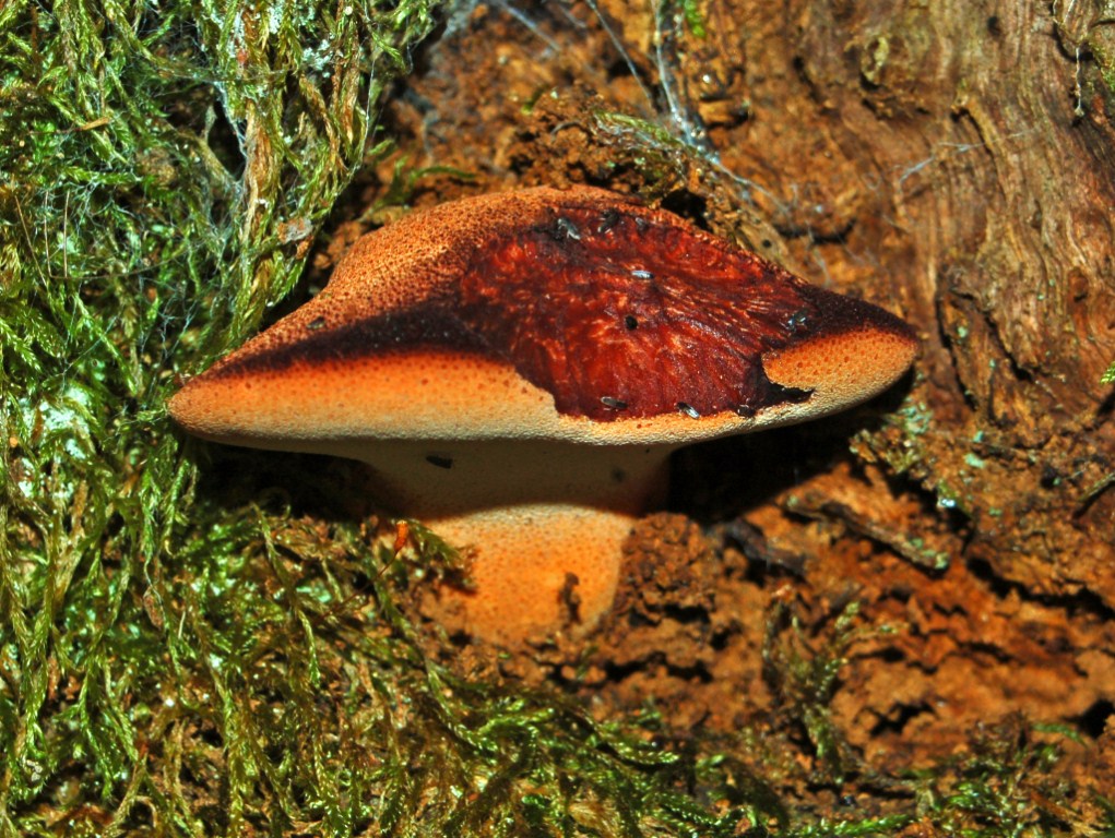 Un carpoforo in attesa di un nome ... (Fistulina hepatica)